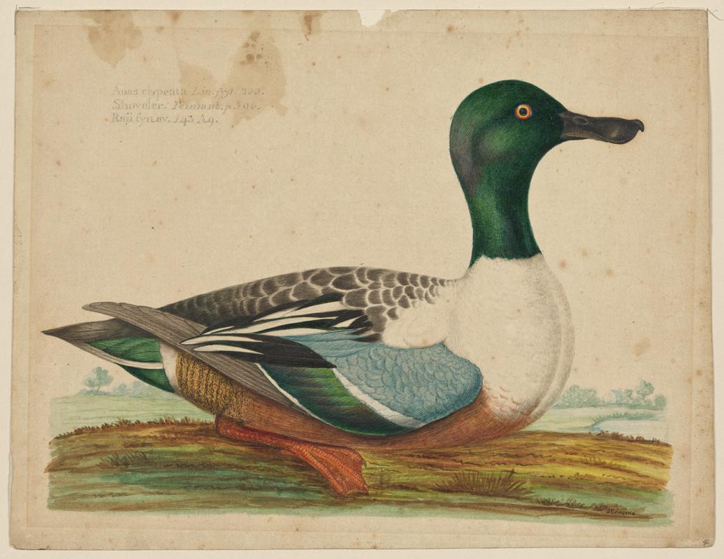 Shoveller Duck