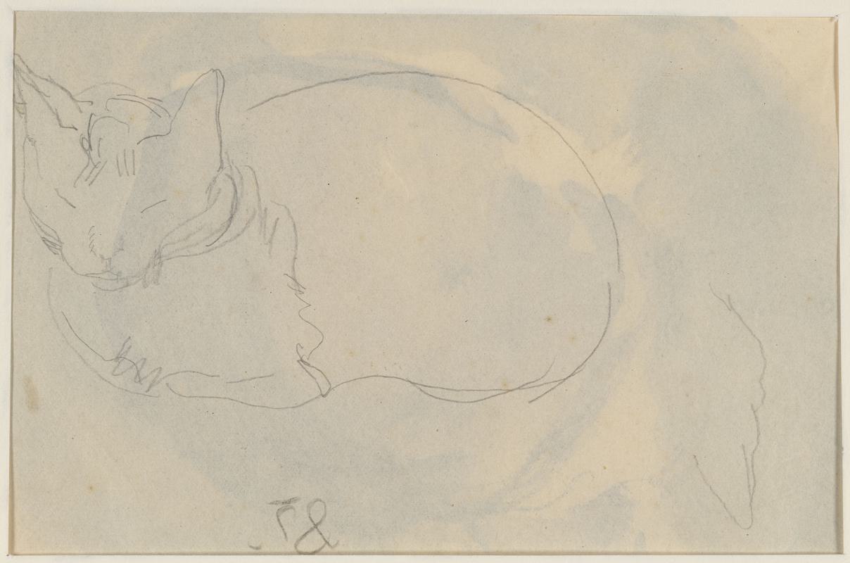 Cat studies